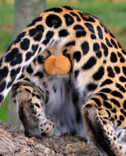 tsotchke:  butterpopsicle:  Cheetah balls