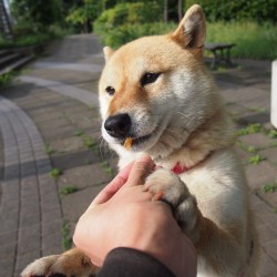 shibainu-komugi:  おやつもらったよ #shiba #dog #komugi #柴犬