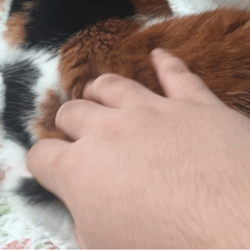 -> Calico Cat Therian Stimboard !