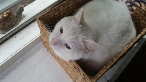 Porn photo cats-are-true-love:  Penny found a new basket