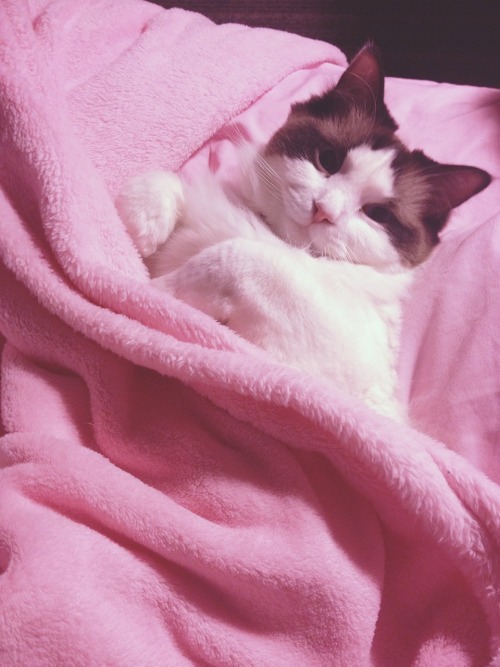 pixielocks:  this little cutie came into bed with me last night   aw i have two ragdolls but lol that they would let me put a blanket on them :(