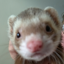 jackyanime