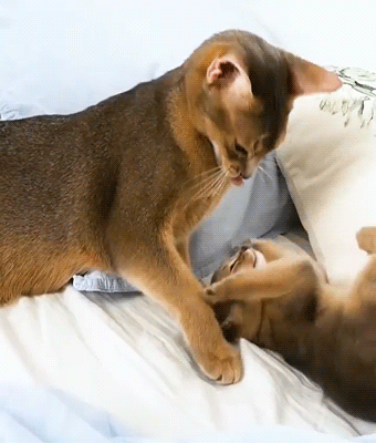 fluffygif:    virinka on ig