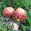 mushroommushiebrain