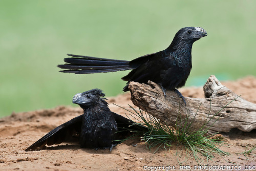 sheebiejeebies:  knockingghosts:  Groove Billed Ani birds look prehistoric. COPYRIGHT: RMB PHOTOGRAPHICS LLC  