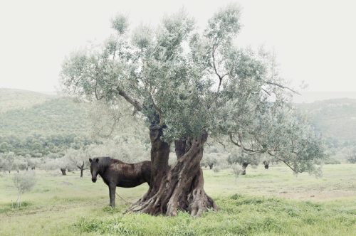 archatlas:  In Landscapes Petros Koublis An alternate state in parallel time The area that surrounds
