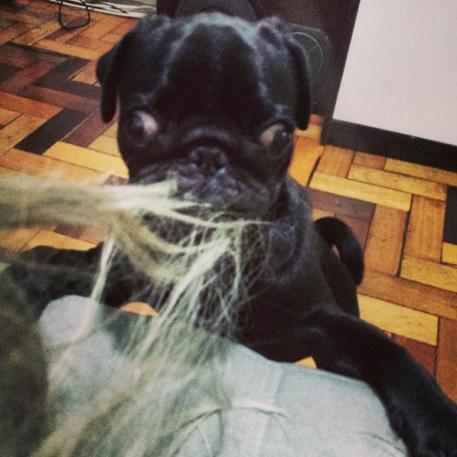 ihugpugs:  Dog Lover Shirts: http://bit.ly/1sIvs6I 