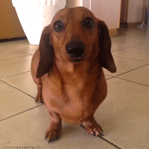 littleanimalgifs:  Happy dachshund 
