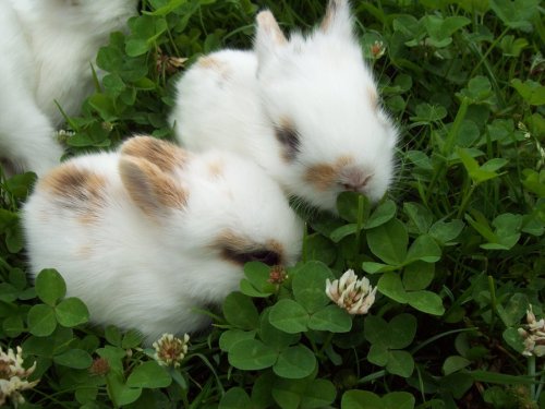 funflowur:  Bunny buddies