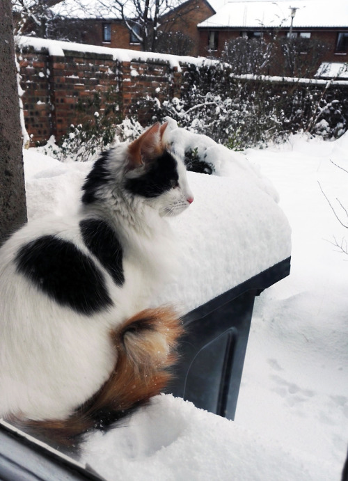 catsrevieweverything: Snow caused great disruption to cat business, missed my meeting with bird!&nbs