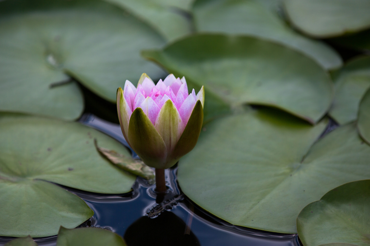 dontrblgme404:Nymphaea “Marliacea Carnea” | Hardy waterlily Nymphaea “Marl…