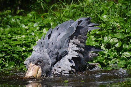 cuteanimals-only:Shoebill bath time!Front-heavy bird falls face first.