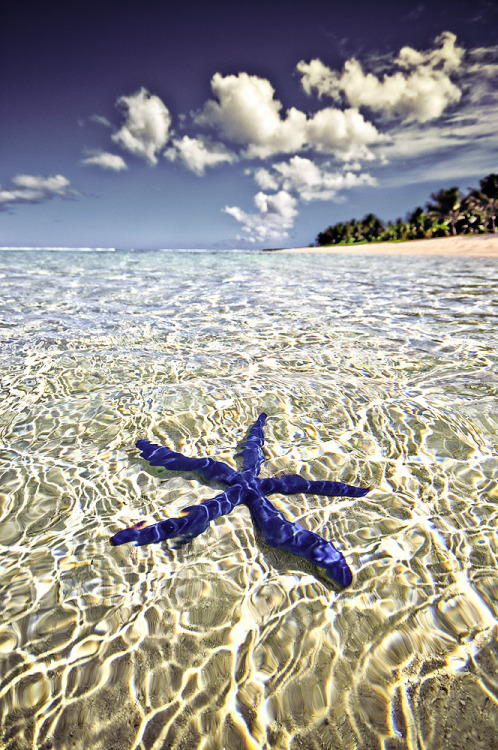 Porn Starfish dreams (Blue Linckia starfish of photos