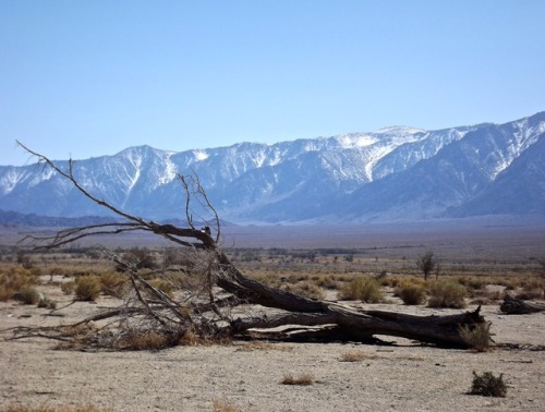 Dead Tree and East Face of the Sierra Nevada, Manzanar National Historical Site, Inyo County, Califo