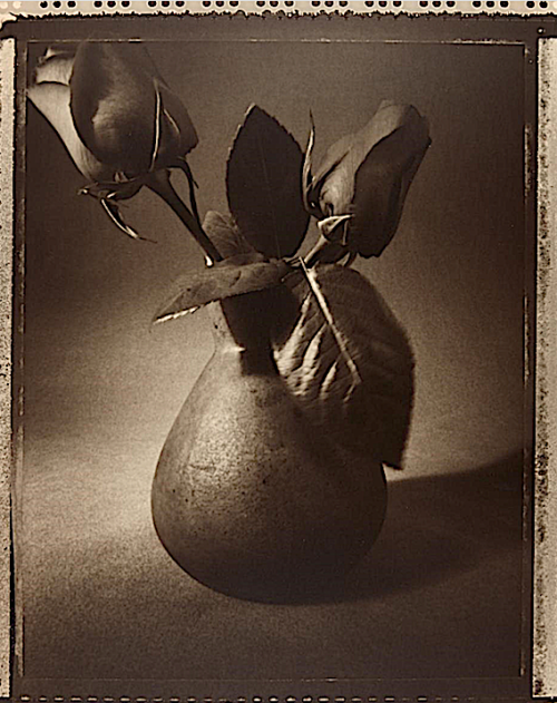 Tom Baril, Roses, 1992/1994Toned gelatin silver print, 59 x 45.6 cm. Flush-mounted to card.