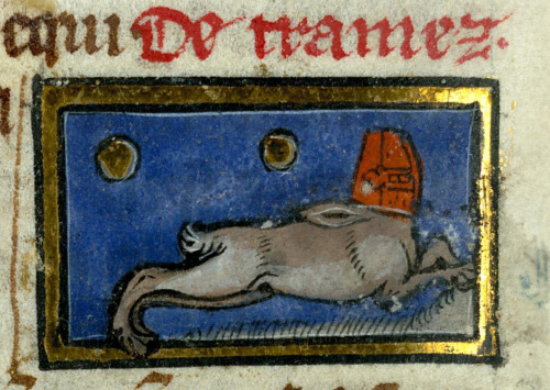 tramez - mysterious beast looking like a rabbit wearing a great helm Thomas of Cantimpré, Lib