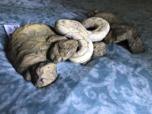 dogpantry:I accidentally ordered two new hides for Mags.