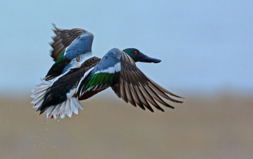 Northern Shoveler (Spatula clypeata) >>by Fred Holley (1,  2)