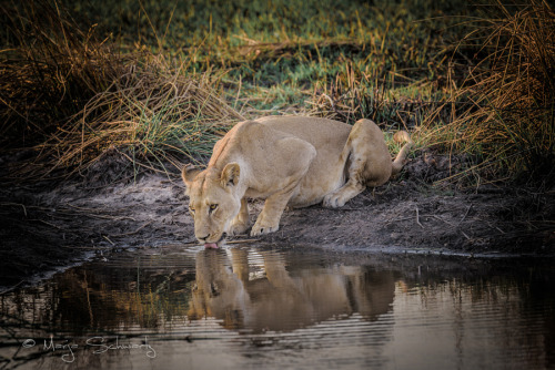 Reflection