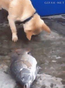 gifak-net:  Dog with a Heart of Gold
