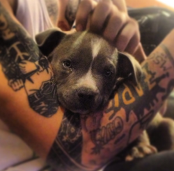 harryswinston-deactivated202110:  Zayn holding a puppy 