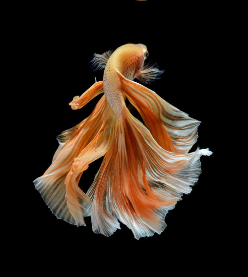 archiemcphee: Bangkok-based photographer Visarute Angkatavanich (previously featured here) continues to take breathtaking photos of Siamese fighting fish, also known as betta fish. His fascination with their splendid, flowing fins and brilliant coloring