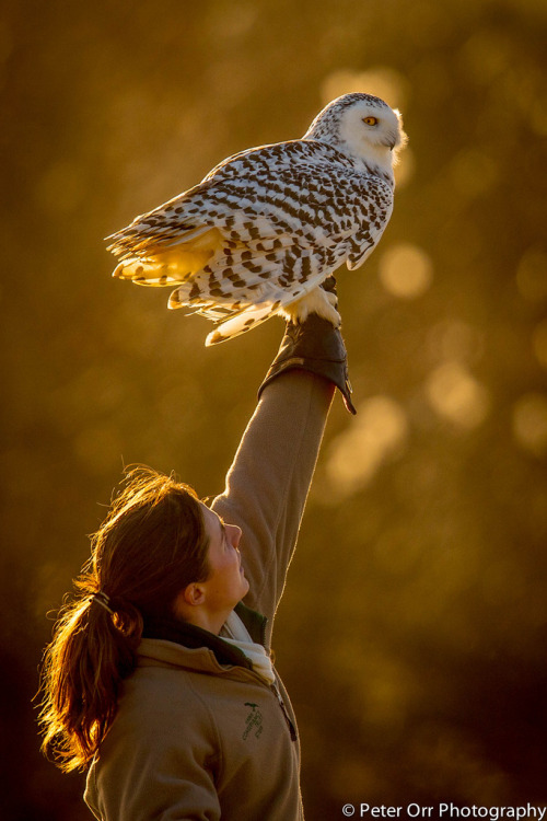 thefullerview: Snowy Owl with falconer (by peter orr photography)