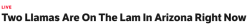 redwhiteandblueliberty:  achmed-the-libertarian-llama:equestrianrepublican:  imcomingbackmurph:heyveronica:digg:WATCH HERE!BREAKING  stay woke  achmed-the-libertarian-llama! I still love you! Stay safe!!!!  Oh god, they caught Miranda, I’m still good