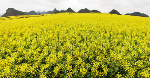 odditiesoflife:Rapeseed Flower Fields, ChinaThe stunning yellow landscape features field after field of rapeseed flowers, otherwise known as canola flowers. Rapeseed is grown for the production of animal feed, vegetable oil and biodiesel. These fields