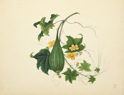 Chinese water color paintings, Green ribbed & striped gourd, late 19th century. Via NYPL