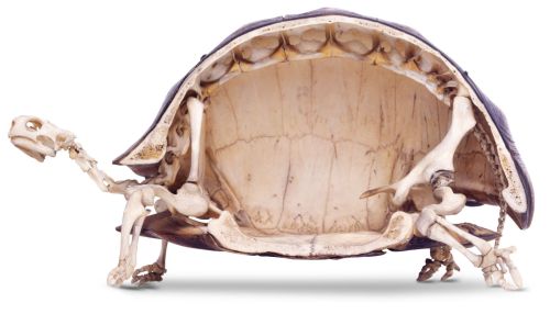 crimsoncatacombs: blazepress: Tortoise skeletons are the weirdest skeletons. I never wondered what t