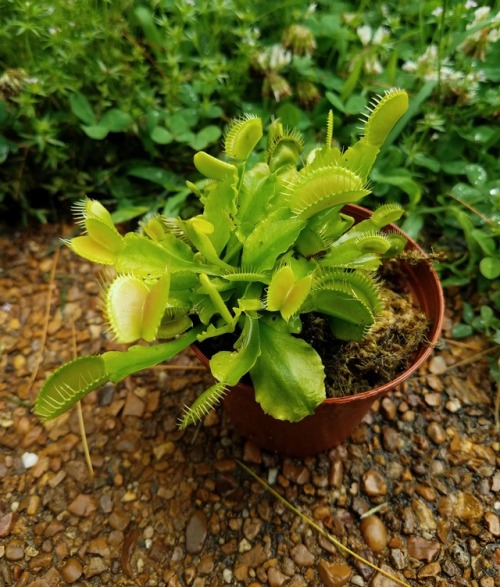 Happy y'all!Venus Flytraps are truly one of nature&rsquo;s wonders. This is the larger of my two spe