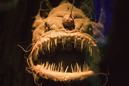 Porn Pics odditiesoflife:  Terrifying Deep Sea Creatures