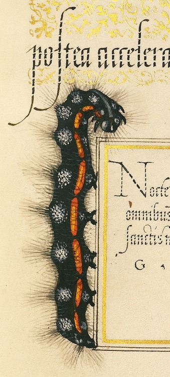 Dagger (detail), Joris Hoefnagel, Georg Bocskay, 1591-96, script 1561-62