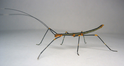 astronomy-to-zoology: &ldquo;Peruvian Fern Stick Insect&rdquo; (Oreophoetes peruana) &hellip