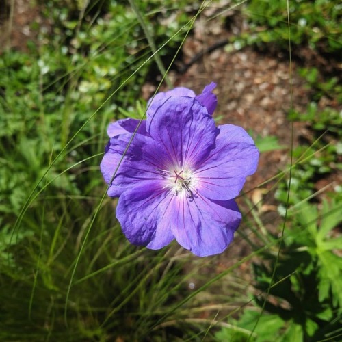 Geranium Rozanne poking through pony tail grass (at Portland, Oregon) www.instagram.com/p/Bx