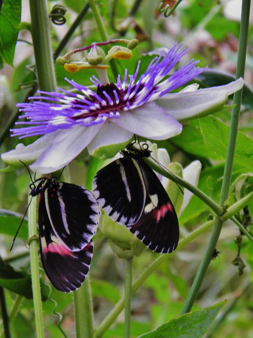adventure-seeking:Butterflies on a Flower, London Zoo, 2014