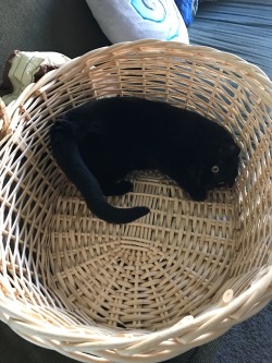 fluffytherapy: My basket.