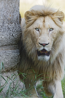 Bendhur    llbwwb:  Zumba approaching and looking at me… (by Tambako the Jaguar)