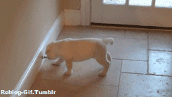reblog-gif:  Other Funny GIFS 