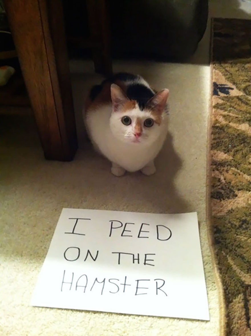 franklycats:  Cat shaming