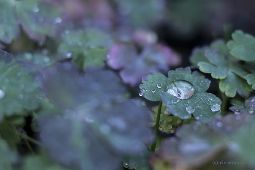 Many little worlds shine on shaded leavesriverwindphotography, August 2018