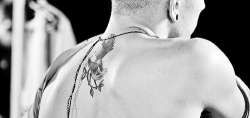 zaynsharold:  Zayn's fantail tattoo.  