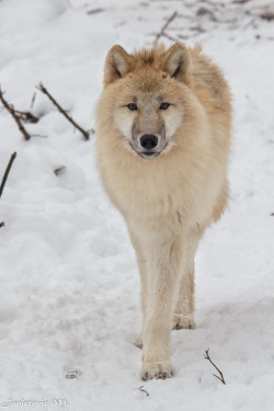 llbwwb:  (via 500px / Polarwolf oder Weißwolf (Canis lupus arctos) by Mladen Janjetovic)