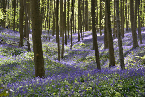 silvaris: Hallerbos / Blue bell forest by PJ De Laet