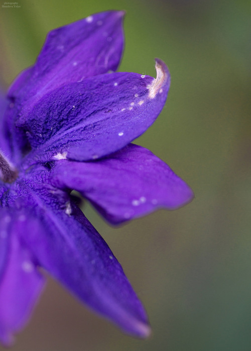 Aquilegia