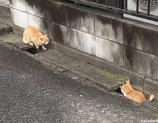 O que cato pela internet