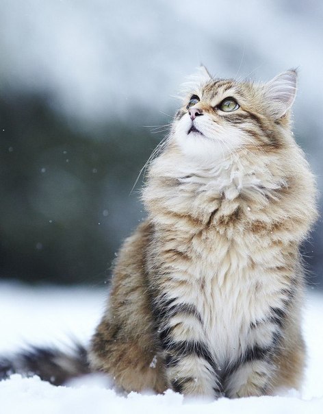 xlovingyouisred: Via It’s Still Rock &amp; Roll To Me Pretty kitty!
