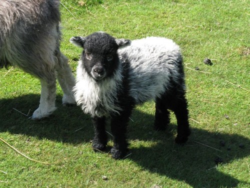jerusalemcrickets:i saw a tweet that said herdwick sheep had soothing faces so i googled them and fo