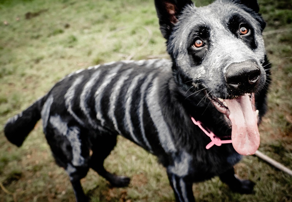 knightofocean:  undeceased:  German Shepherd Dog painted in time for Halloween. (x)